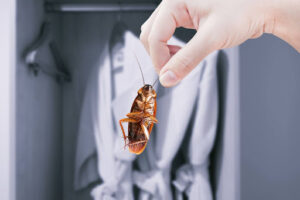 The person holding a brown American cockroach by the antenna