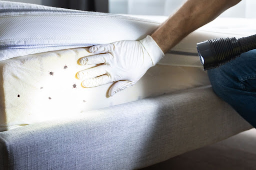 Person looking at a mattress for bed bugs