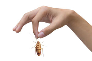 Hand holding a cockroach by its antennae