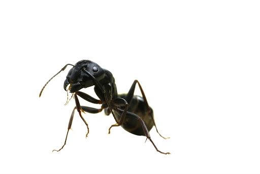 Lone carpenter ant against a white background