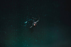 Black widow spider in a web