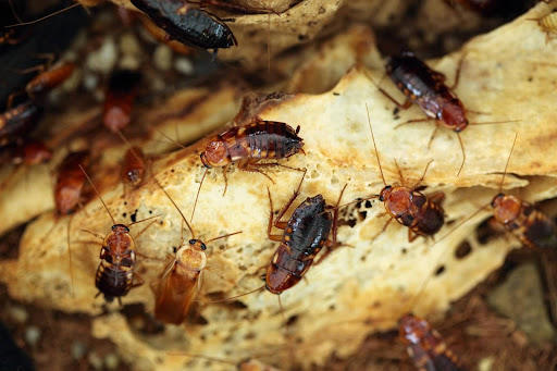 Cockroaches on a cardboard container