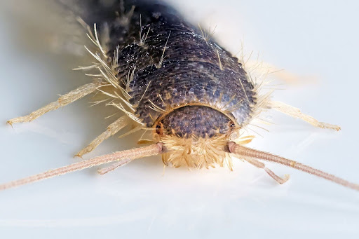 Close up of a silverfish bug