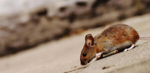 Mouse walking on dirt ground