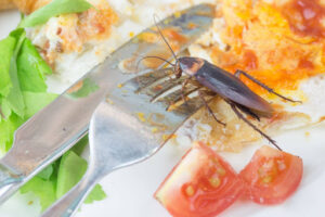 Cockroach on a plate of food