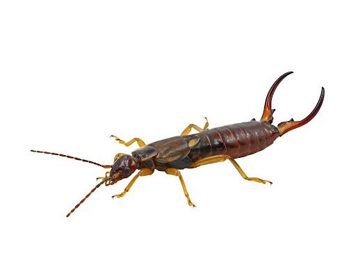 Earwig on white background