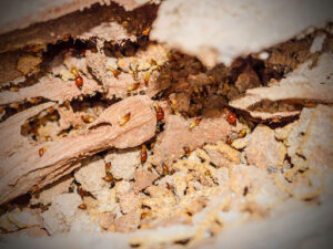 termites crawling throuh destroyed wood