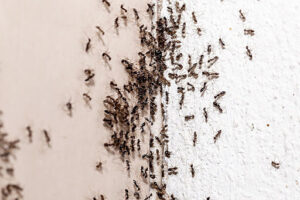 Tiny ants in your kitchen crawling up a wall