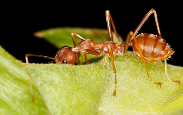 ants-1